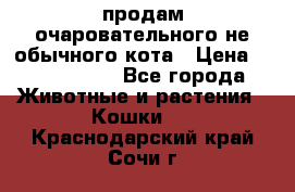 продам очаровательного не обычного кота › Цена ­ 7 000 000 - Все города Животные и растения » Кошки   . Краснодарский край,Сочи г.